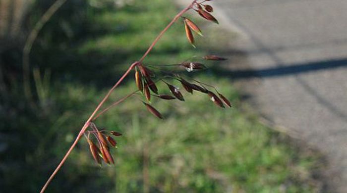 Close up of perennial veldt grass seeds by the roadside.