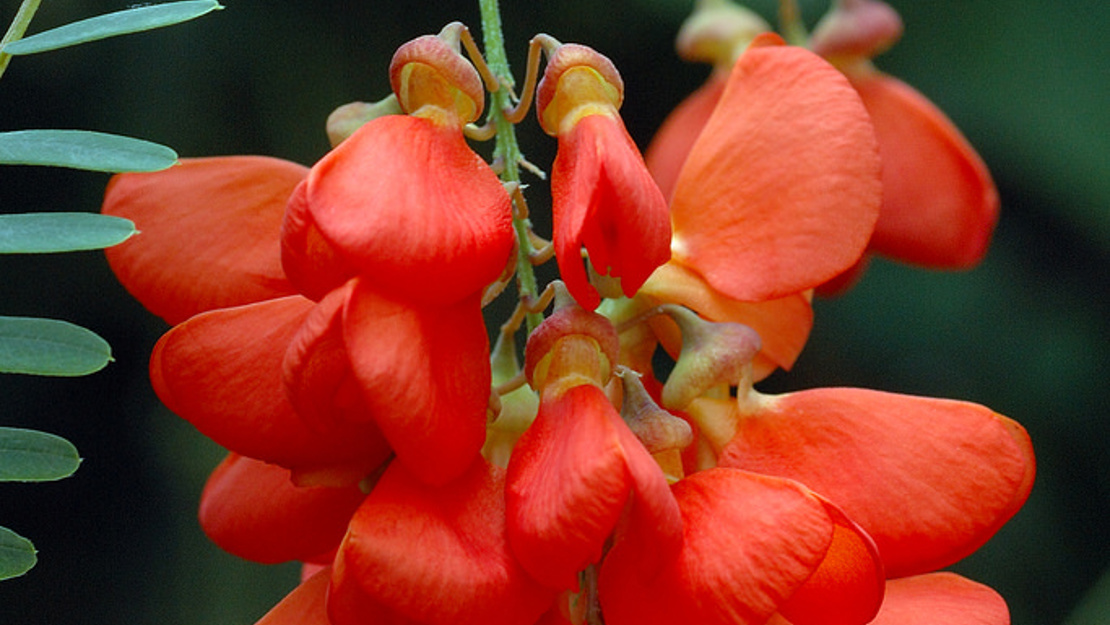 Close up of Brazilian rattlebox flowers hanging in a cluster.